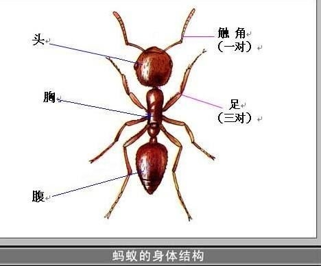 蚂蚁成长四个过程图片图片